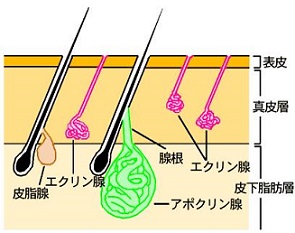 アポクリン線