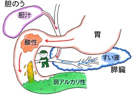 膵液の分解